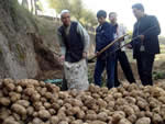 Virus-free potato demonstration field, Dongxiang County, Gansu